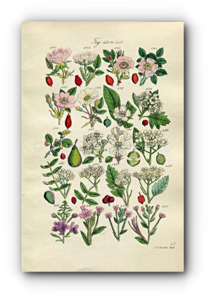 1914 Sowerby Antique Botanical Print, Dog Rose, Medlar, Hawthorn, May, Wild Pear, Wild Apple, Crab Apple, Plate 22, (Plants 421 - 440)