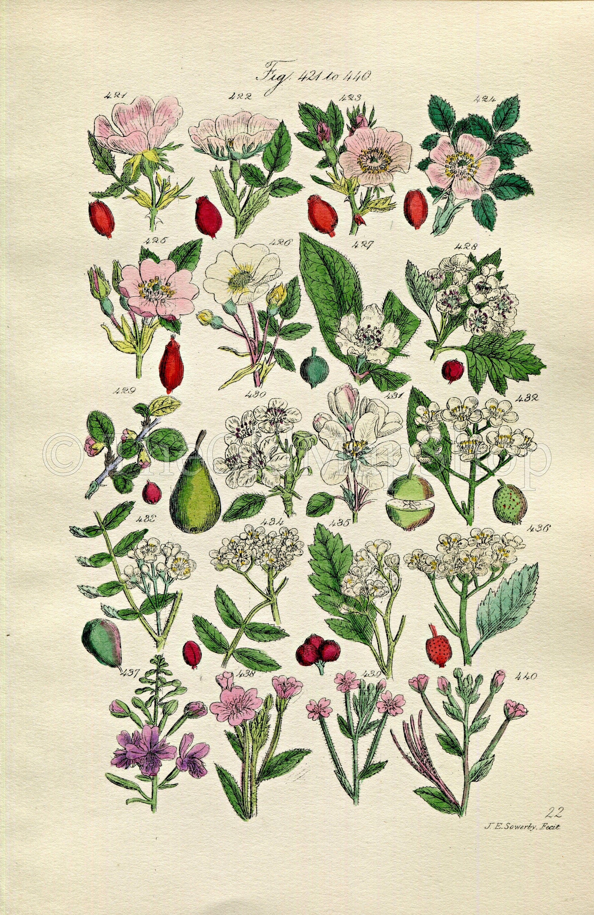 1914 Sowerby Antique Botanical Print, Dog Rose, Medlar, Hawthorn, May, Wild Pear, Wild Apple, Crab Apple, Plate 22, (Plants 421 - 440)