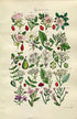 1914 Sowerby Antique Botanical Print, Dog Rose, Medlar, Hawthorn, May, Wild Pear, Wild Apple, Crab Apple, Plate 22, (Plants 421 - 440)