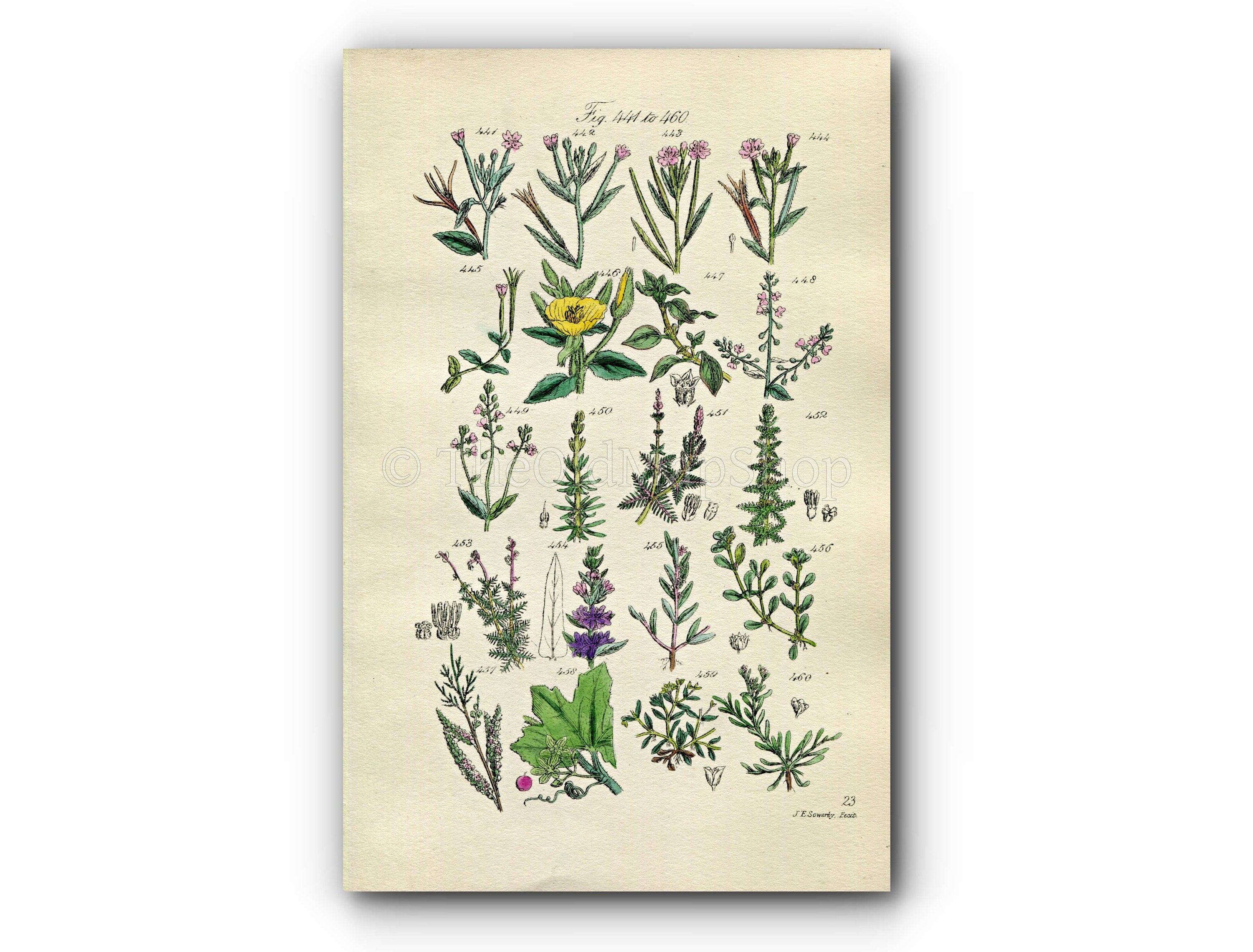 1914 Sowerby Antique Botanical Print, Willow Herb, Evening Primrose, Bryony, Purple Loosestrife, Strapwort, Plate 23, (Plants 441 - 460)