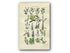 1914 Sowerby Antique Botanical Print, Willow Herb, Evening Primrose, Bryony, Purple Loosestrife, Strapwort, Plate 23, (Plants 441 - 460)