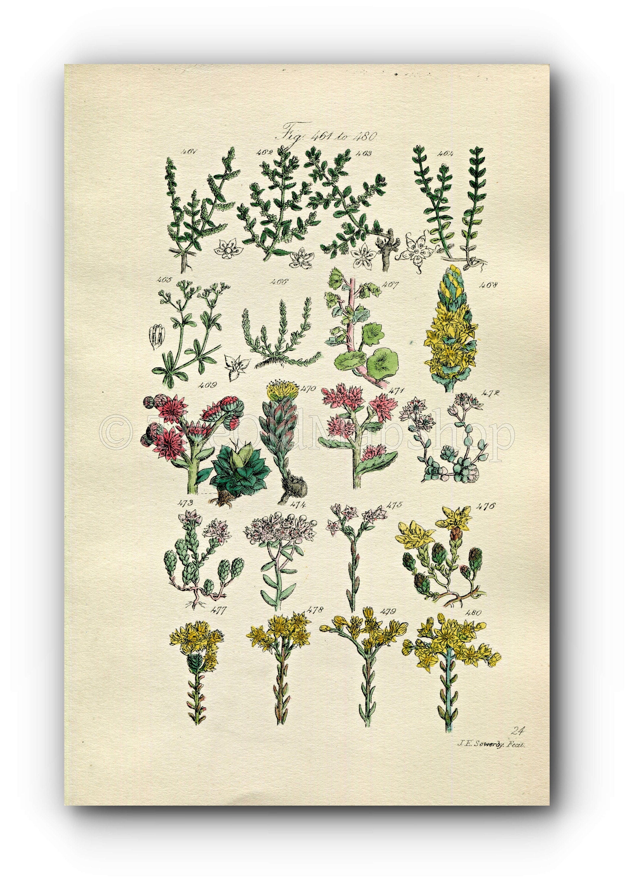 1914 Sowerby Antique Botanical Print, Pennywort, Houseleek, Rose Root, Orpine, White Stonecrop, Knotgrass, Plate 24, (Plants 461 - 480)