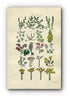 1914 Sowerby Antique Botanical Print, Pennywort, Houseleek, Rose Root, Orpine, White Stonecrop, Knotgrass, Plate 24, (Plants 461 - 480)