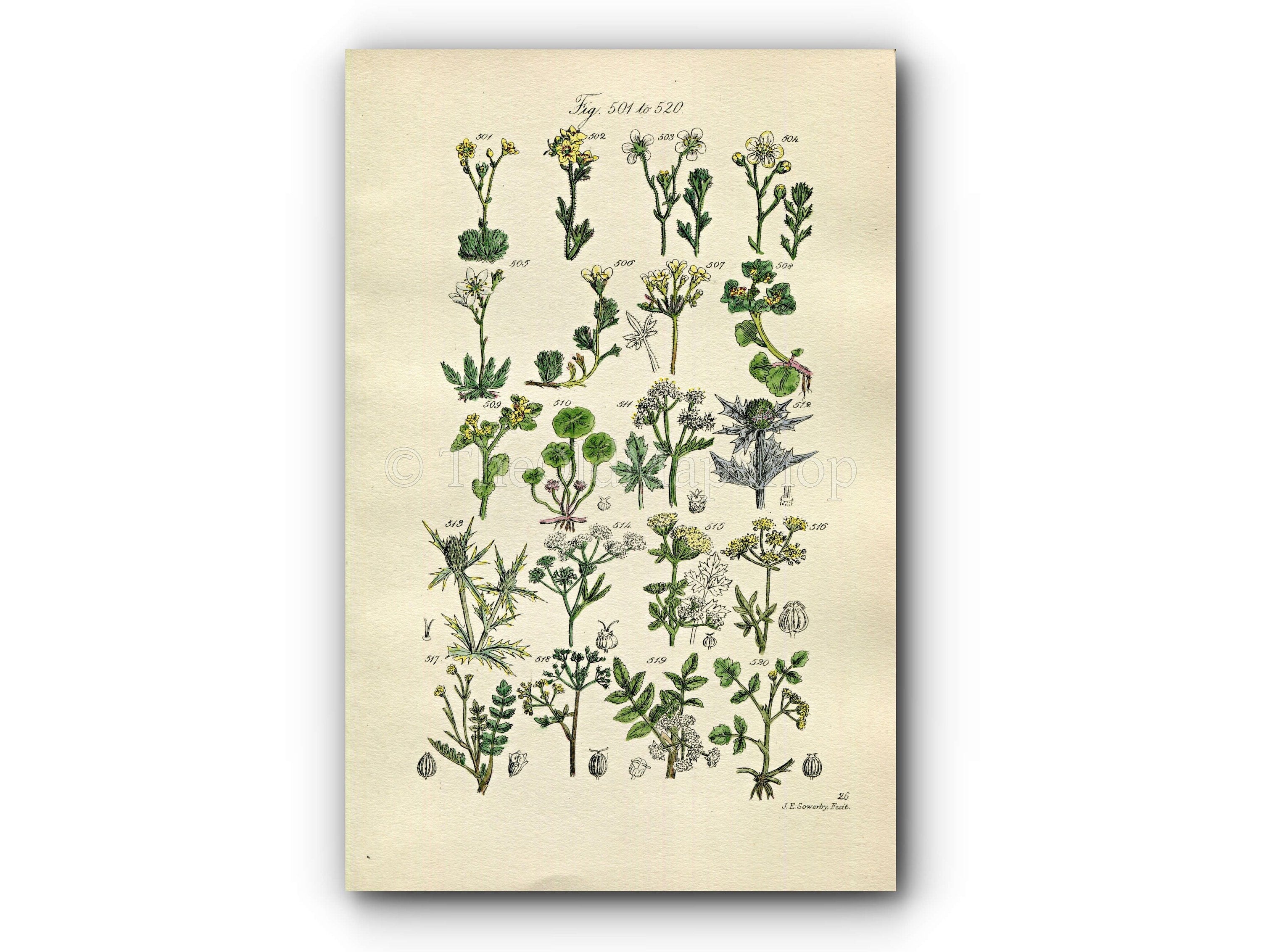 1914 Sowerby Antique Botanical Print, Moss Saxifrage, Sea Holly, Water Hemlock, Wild Celery, Parsley, Honewort, Plate 26, (Plants 501 - 520)