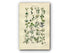 1914 Sowerby Antique Botanical Print, Moss Saxifrage, Sea Holly, Water Hemlock, Wild Celery, Parsley, Honewort, Plate 26, (Plants 501 - 520)
