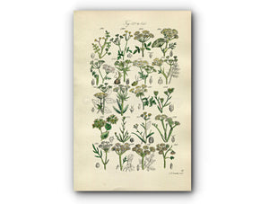 1914 Sowerby Antique Botanical Print, Water Parsnip, Hemlock Dropwort, Hare's Ear, Stonewort, Earthnut, Plate 27, (Plants 521 - 540)