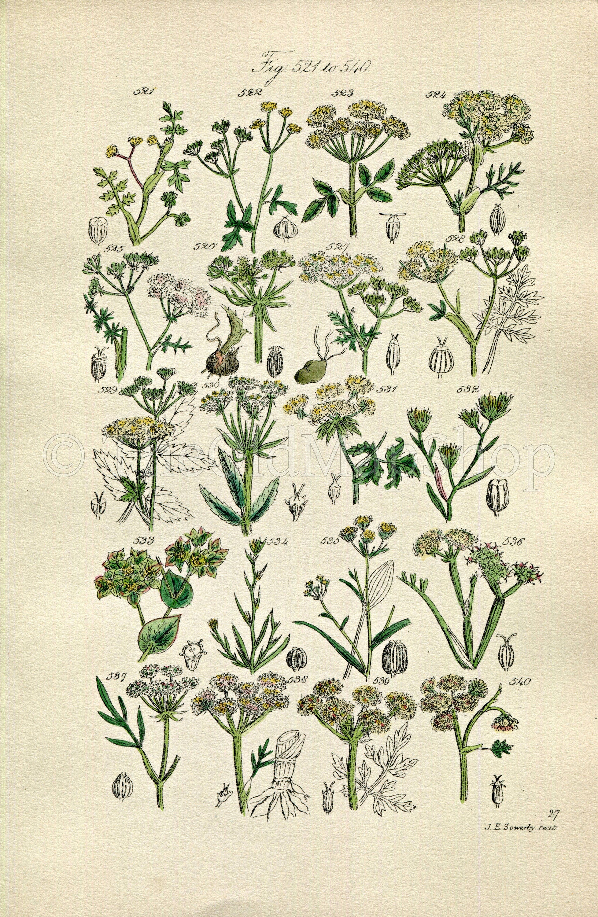 1914 Sowerby Antique Botanical Print, Water Parsnip, Hemlock Dropwort, Hare's Ear, Stonewort, Earthnut, Plate 27, (Plants 521 - 540)