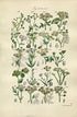 1914 Sowerby Antique Botanical Print, Water Parsnip, Hemlock Dropwort, Hare's Ear, Stonewort, Earthnut, Plate 27, (Plants 521 - 540)