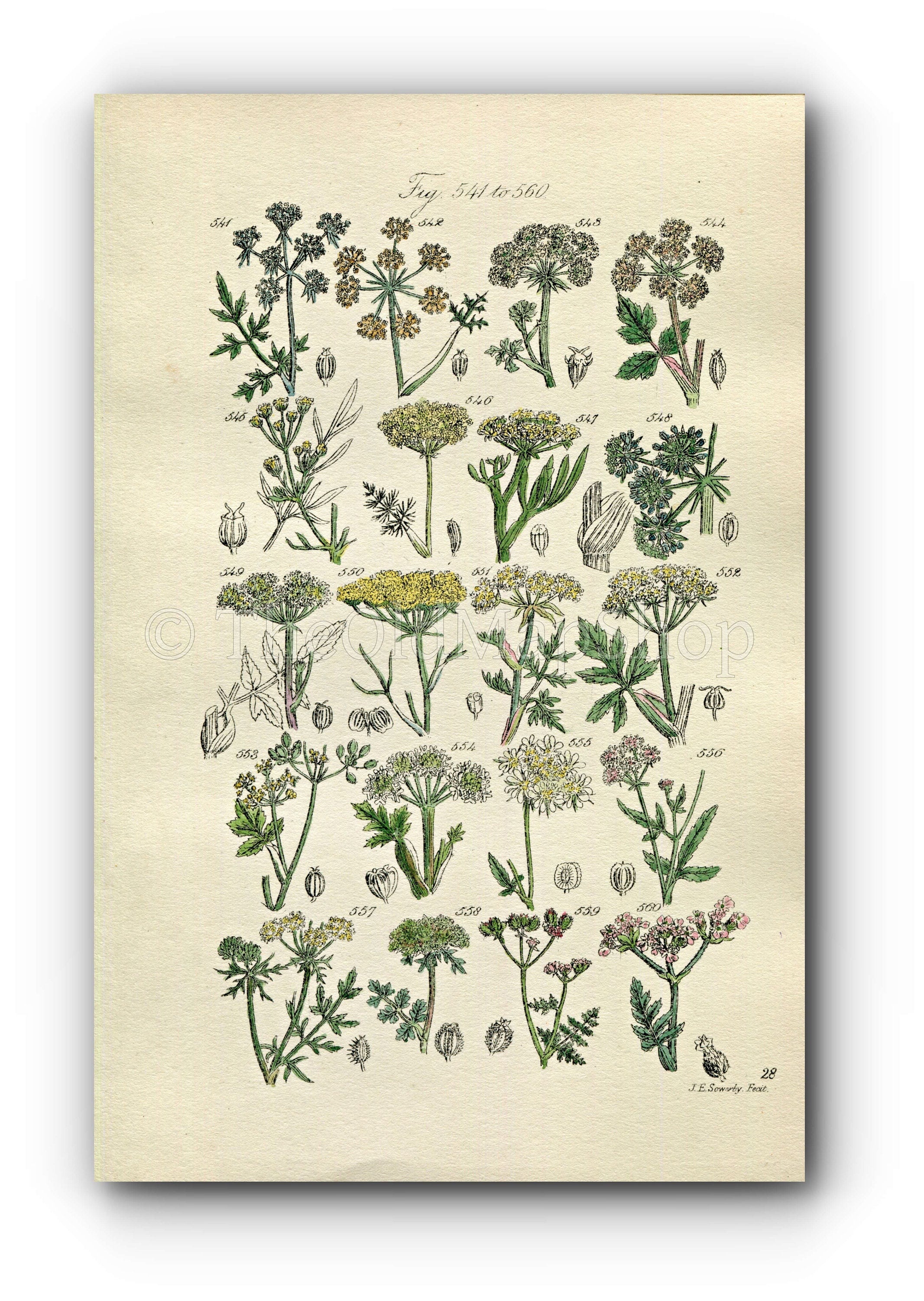 1914 Sowerby Antique Botanical Print, Fool's Parsley, Fennel, Samphire, Wild Parsnip, Milk Parsley, Wild Carrot Plate 28, (Plants 541 - 560)