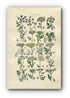 1914 Sowerby Antique Botanical Print, Fool's Parsley, Fennel, Samphire, Wild Parsnip, Milk Parsley, Wild Carrot Plate 28, (Plants 541 - 560)