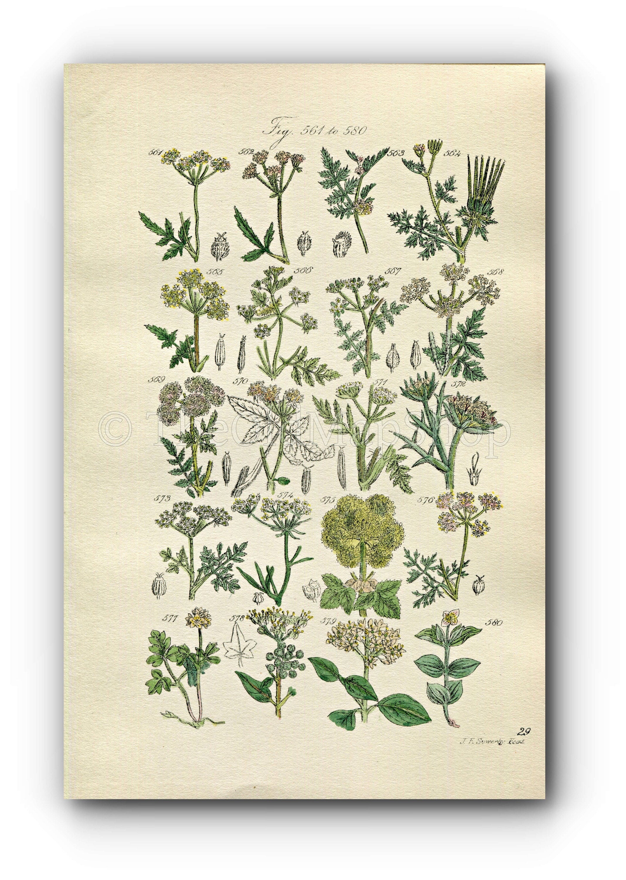1914 Sowerby Antique Botanical Print, Hedge Parsley, Chervil, Hemlock, Prickly Samphire, Coriander, Ivy, Plate 29, (Plants 561 - 580)