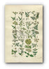 1914 Sowerby Antique Botanical Print, Hedge Parsley, Chervil, Hemlock, Prickly Samphire, Coriander, Ivy, Plate 29, (Plants 561 - 580)