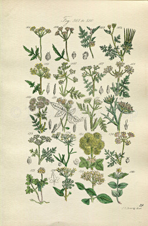 1914 Sowerby Antique Botanical Print, Hedge Parsley, Chervil, Hemlock, Prickly Samphire, Coriander, Ivy, Plate 29, (Plants 561 - 580)