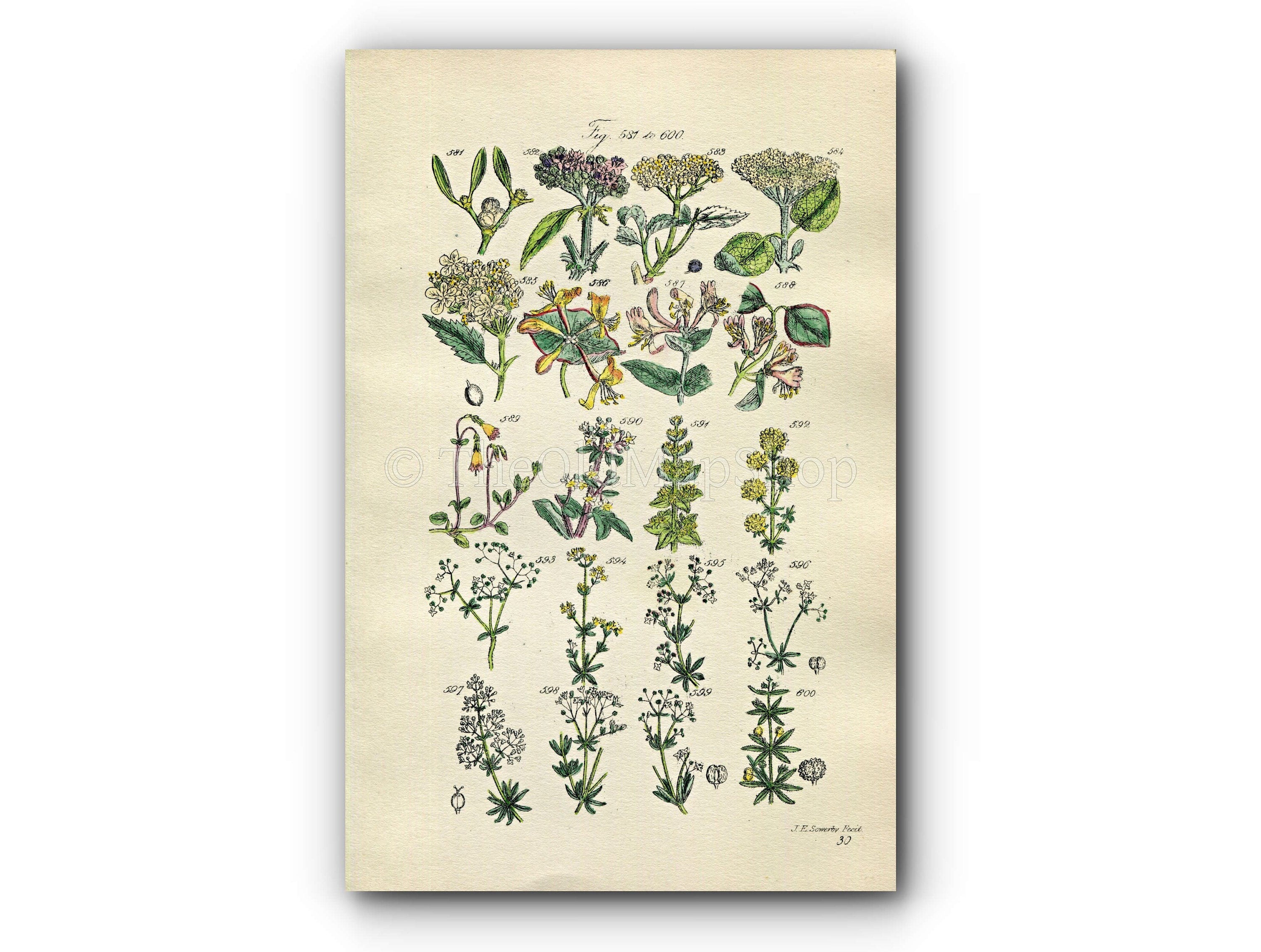 1914 Sowerby Antique Botanical Print, Mistletoe, Guelder Rose, Honeysuckle, Elder, Yellow Bedstraw, Woodbine, Plate 30, (Plants 581 - 600)