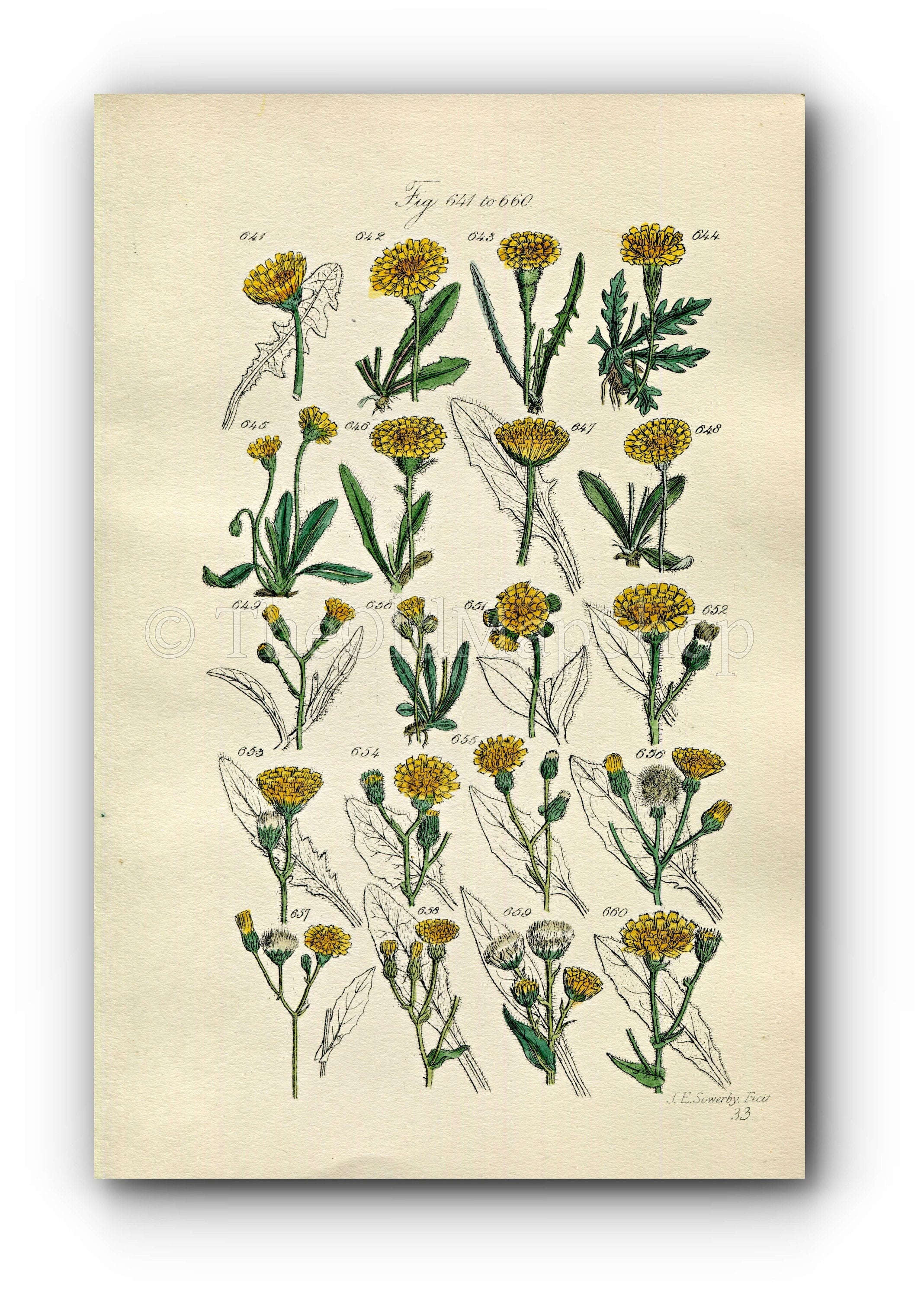 1914 Sowerby Antique Botanical Print, Dandelion Hawkbit, Alpine Hawkweed, Hawkweed, Yellow Flower, Weed, Plate 33, (Plants 641 - 660)