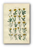 1914 Sowerby Antique Botanical Print, Dandelion Hawkbit, Alpine Hawkweed, Hawkweed, Yellow Flower, Weed, Plate 33, (Plants 641 - 660)