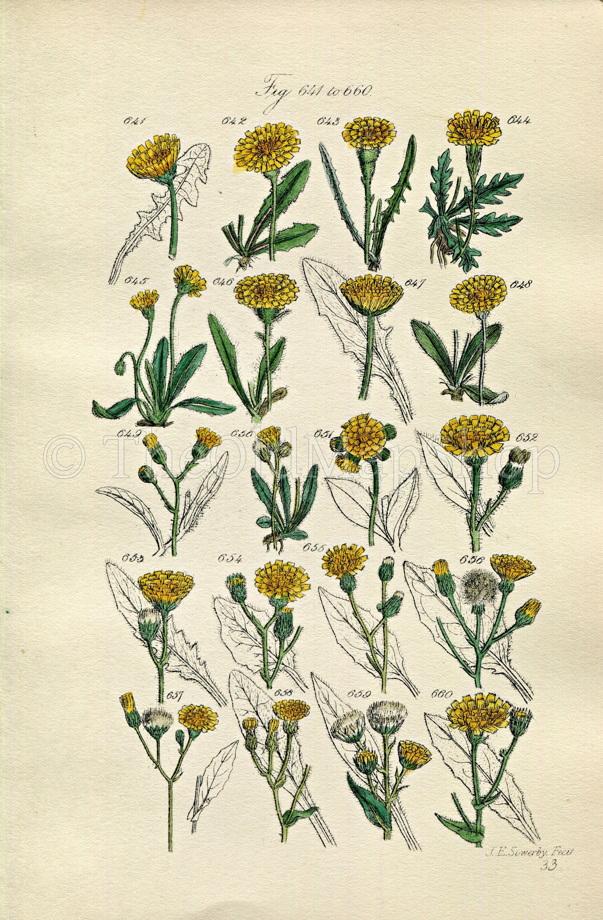 1914 Sowerby Antique Botanical Print, Dandelion Hawkbit, Alpine Hawkweed, Hawkweed, Yellow Flower, Weed, Plate 33, (Plants 641 - 660)