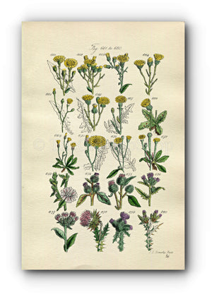 1914 Sowerby Antique Botanical Print, Shrubby Hawkweed, Chicory, Burdock, Musk Thistle, Welted Thistle, Plate 34, (Plants 661 - 680)
