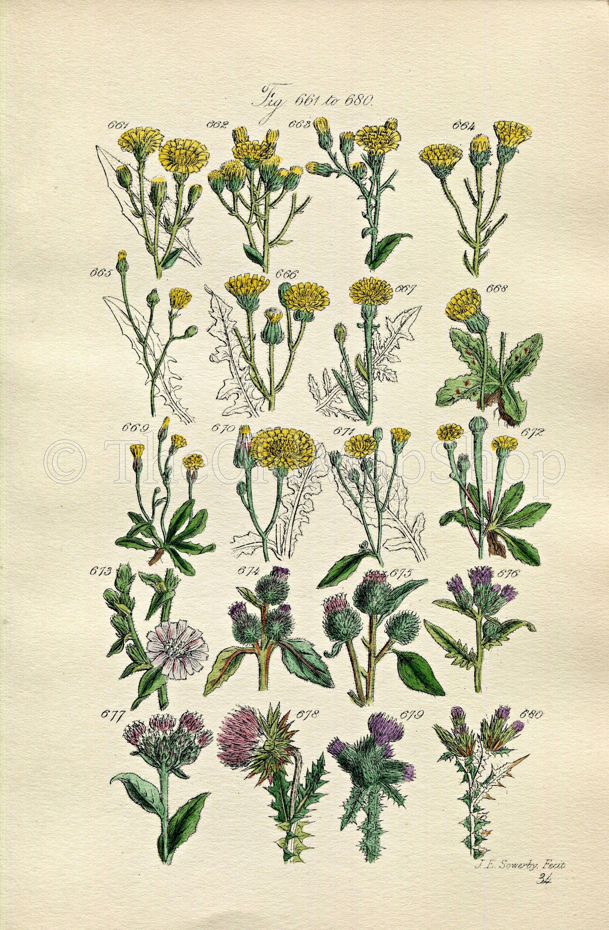 1914 Sowerby Antique Botanical Print, Shrubby Hawkweed, Chicory, Burdock, Musk Thistle, Welted Thistle, Plate 34, (Plants 661 - 680)