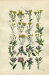 1914 Sowerby Antique Botanical Print, Shrubby Hawkweed, Chicory, Burdock, Musk Thistle, Welted Thistle, Plate 34, (Plants 661 - 680)