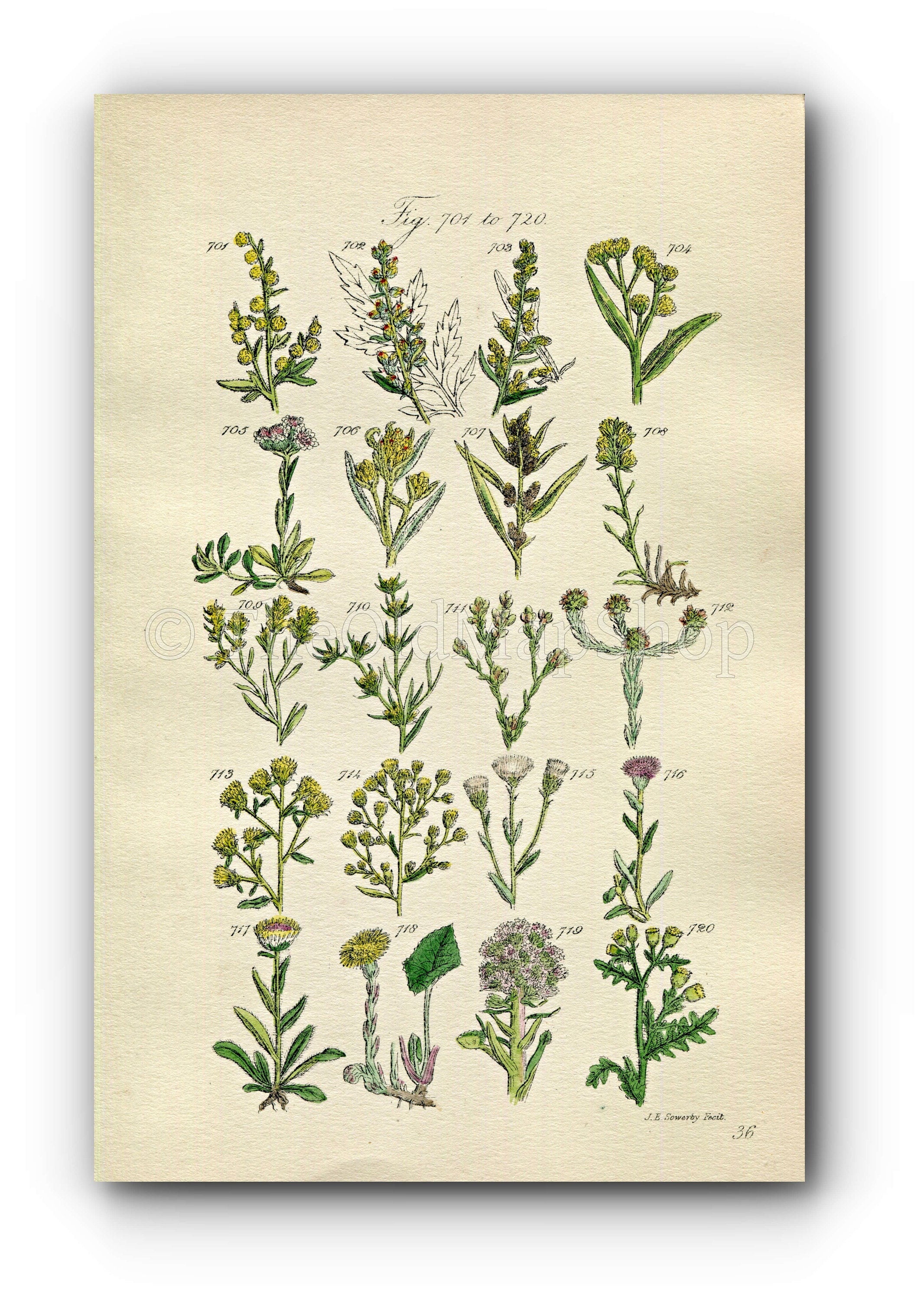 1914 Sowerby Antique Botanical Print, Wormwood, Mugwort, Cudweed, Groundsel, Coltsfoot, Canada Fleabane, Plate 36, (Plants 701 - 720)