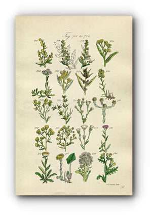 1914 Sowerby Antique Botanical Print, Wormwood, Mugwort, Cudweed, Groundsel, Coltsfoot, Canada Fleabane, Plate 36, (Plants 701 - 720)