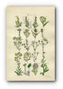 1914 Sowerby Antique Botanical Print, Wormwood, Mugwort, Cudweed, Groundsel, Coltsfoot, Canada Fleabane, Plate 36, (Plants 701 - 720)
