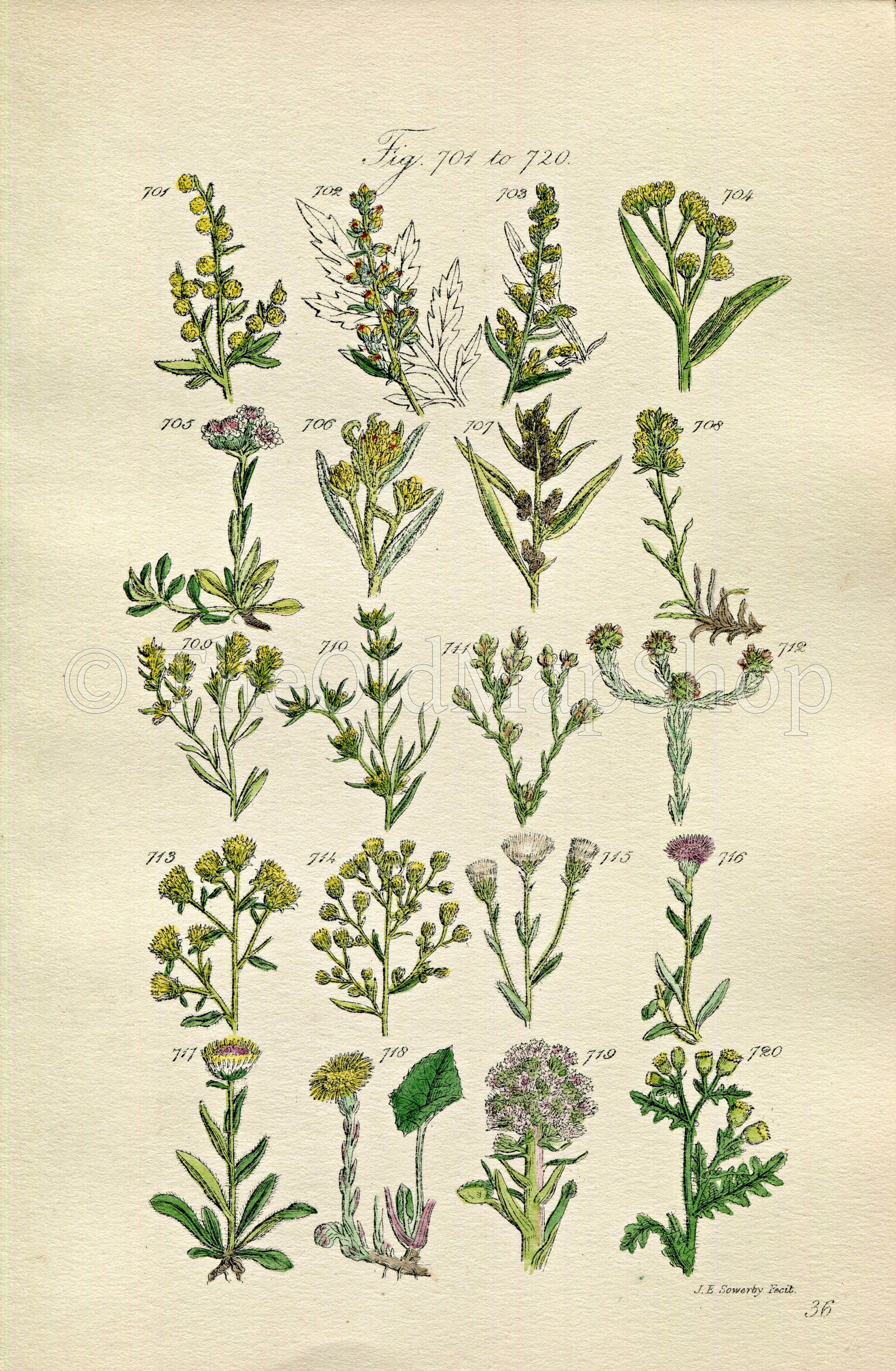 1914 Sowerby Antique Botanical Print, Wormwood, Mugwort, Cudweed, Groundsel, Coltsfoot, Canada Fleabane, Plate 36, (Plants 701 - 720)