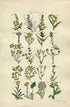 1914 Sowerby Antique Botanical Print, Wormwood, Mugwort, Cudweed, Groundsel, Coltsfoot, Canada Fleabane, Plate 36, (Plants 701 - 720)
