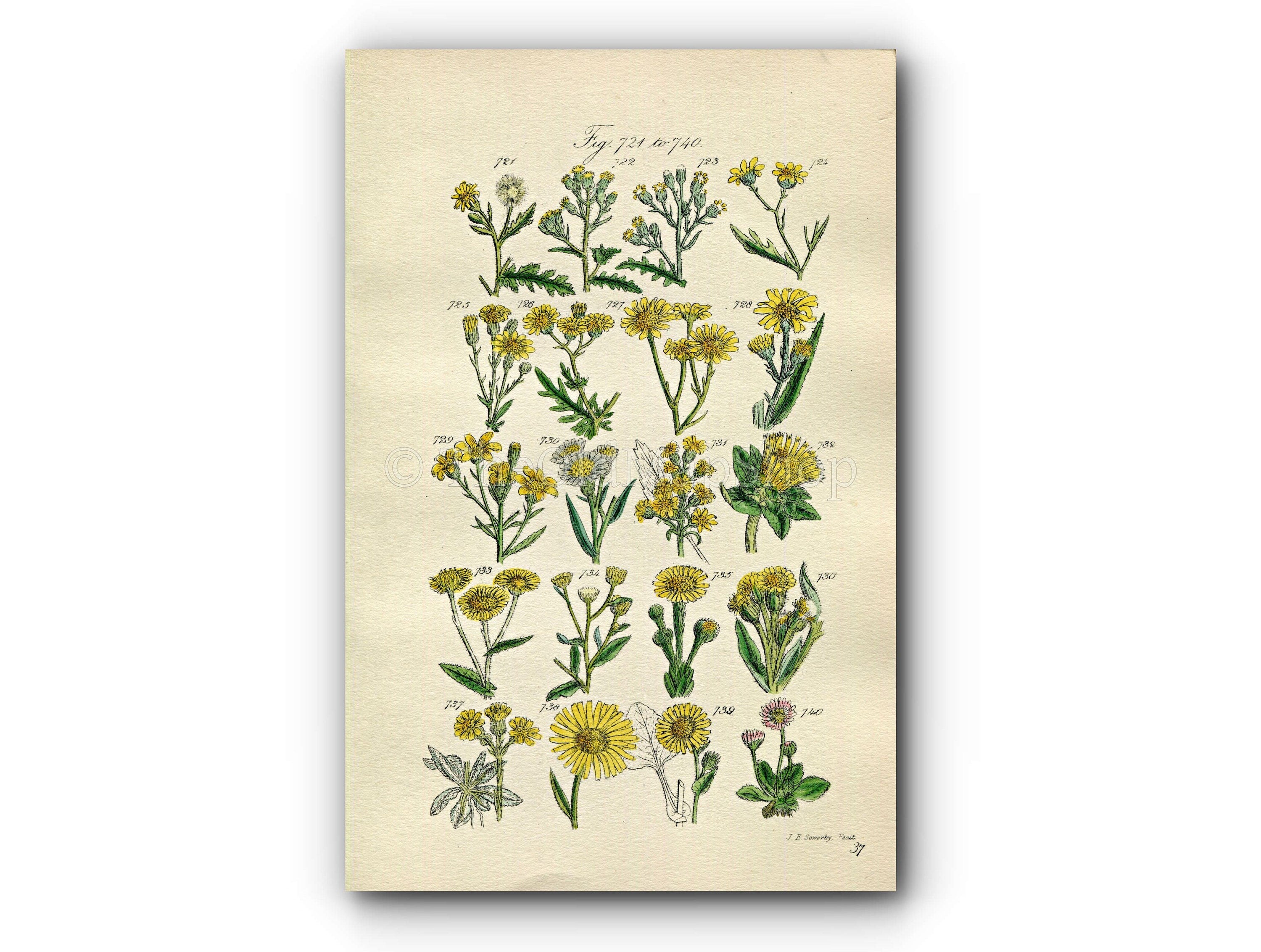 1914 Sowerby Antique Botanical Print, Groundsel, Ragwort, Sea Aster, Daisy, Fleabane, Golden Samphire, Plate 37, (Plants 721 - 740)