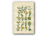 1914 Sowerby Antique Botanical Print, Groundsel, Ragwort, Sea Aster, Daisy, Fleabane, Golden Samphire, Plate 37, (Plants 721 - 740)