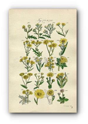 1914 Sowerby Antique Botanical Print, Groundsel, Ragwort, Sea Aster, Daisy, Fleabane, Golden Samphire, Plate 37, (Plants 721 - 740)