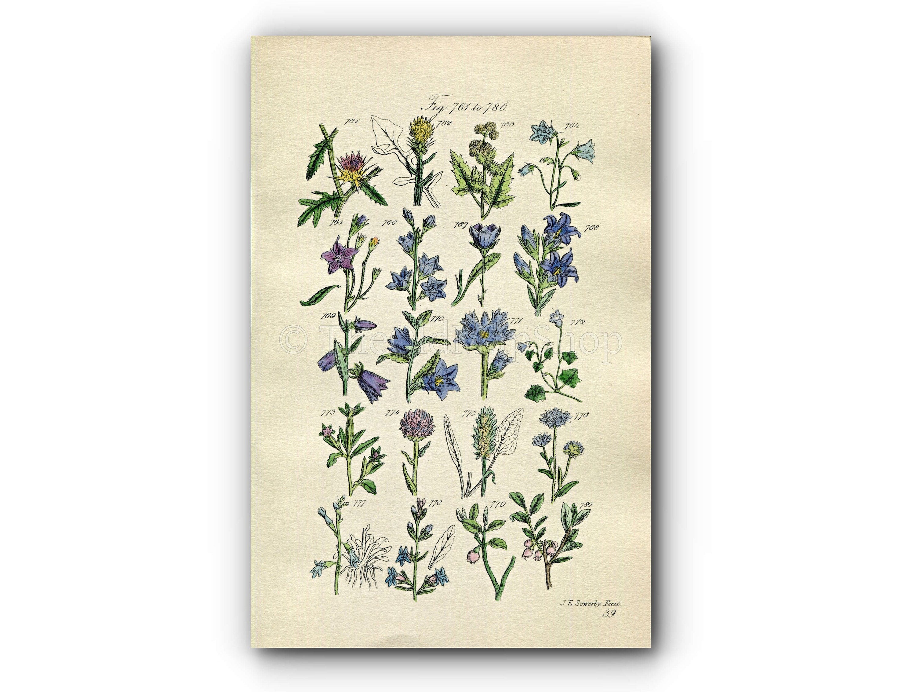 1914 Sowerby Antique Botanical Print, Harebell, Yellow Star-Thistle, Corn Bellflower, Scabious, Bilberry, Plate 39 (Plants 761 - 780)
