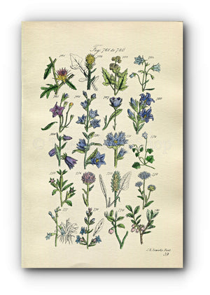 1914 Sowerby Antique Botanical Print, Harebell, Yellow Star-Thistle, Corn Bellflower, Scabious, Bilberry, Plate 39 (Plants 761 - 780)