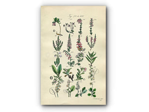 1914 Sowerby Antique Botanical Print, Cranberry, Bearberry, Strawberry Tree, Marsh Cistus, Wintergreen, Plate 40 (Plants 781 - 800)