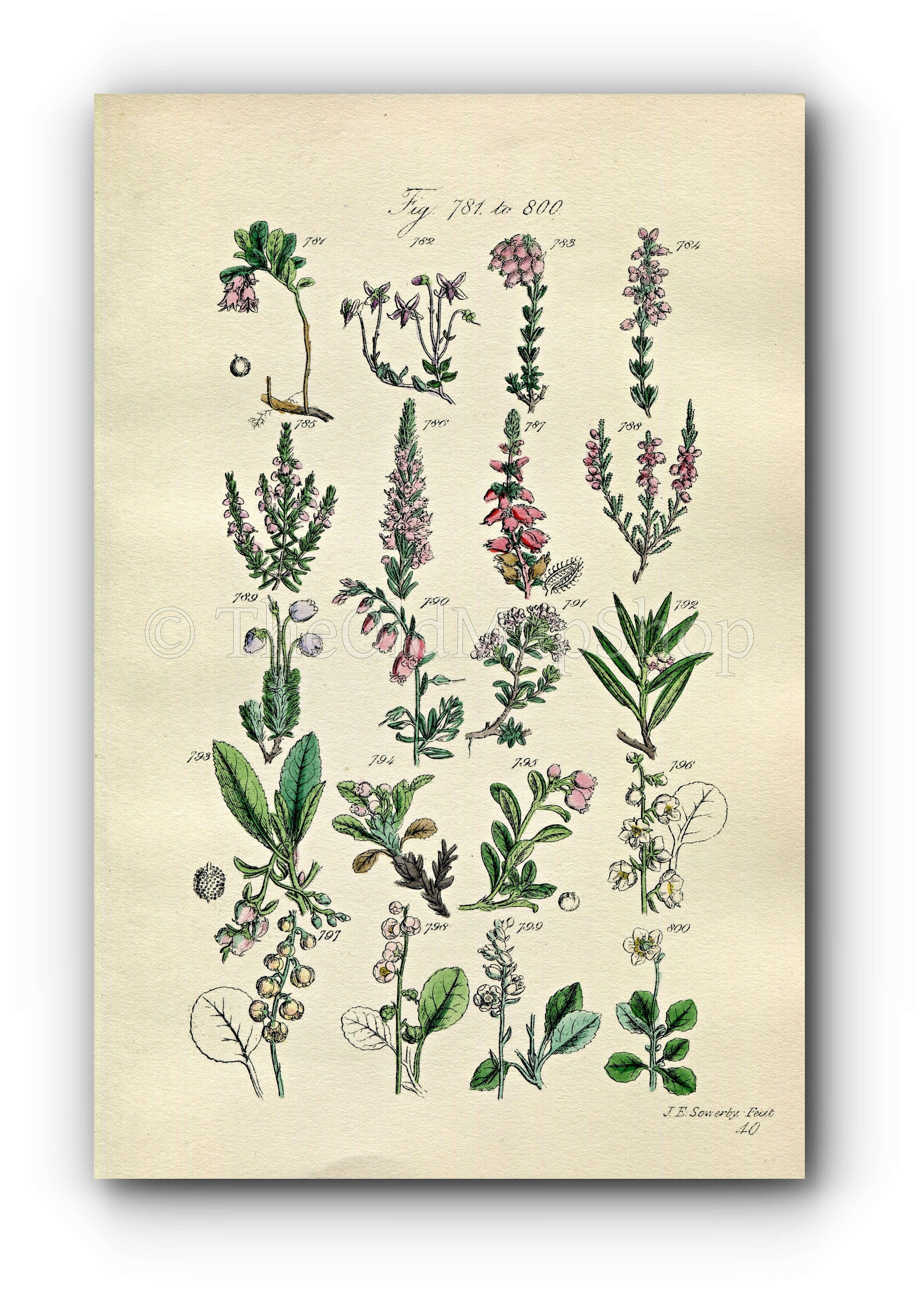 1914 Sowerby Antique Botanical Print, Cranberry, Bearberry, Strawberry Tree, Marsh Cistus, Wintergreen, Plate 40 (Plants 781 - 800)