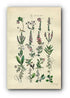 1914 Sowerby Antique Botanical Print, Cranberry, Bearberry, Strawberry Tree, Marsh Cistus, Wintergreen, Plate 40 (Plants 781 - 800)