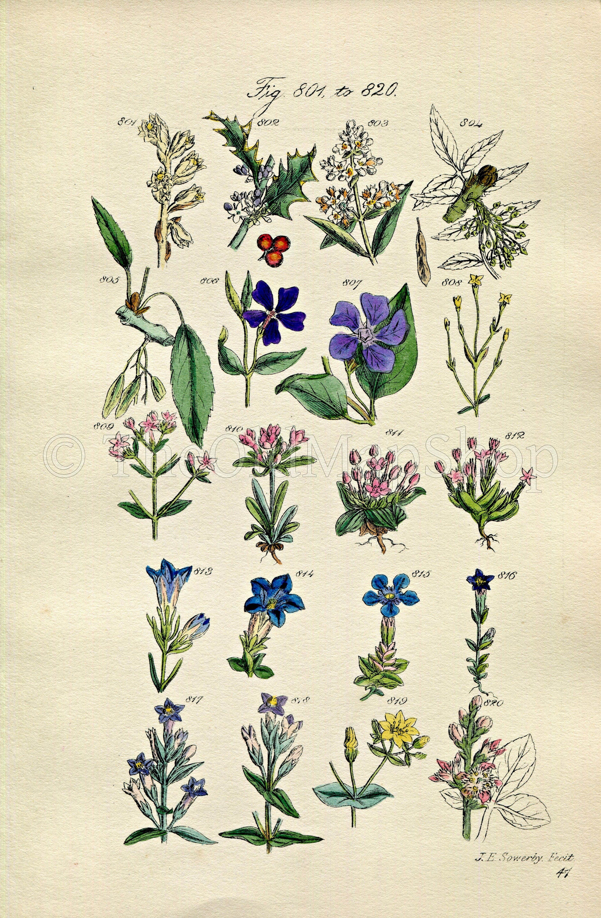 1914 Sowerby Antique Botanical Print, Holly, Ash, Privet, Periwinkle, Spring Gentian, Dwarf Centaury, Bogbean, Plate 41 (Plants 801 - 820)