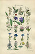 1914 Sowerby Antique Botanical Print, Holly, Ash, Privet, Periwinkle, Spring Gentian, Dwarf Centaury, Bogbean, Plate 41 (Plants 801 - 820)