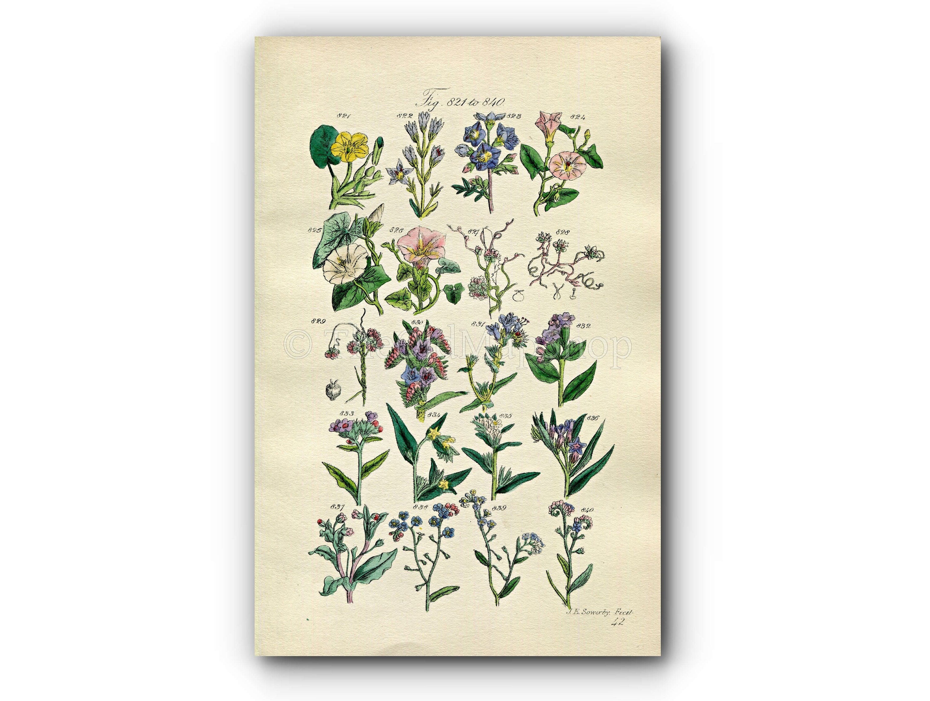 1914 Sowerby Antique Botanical Print, Bindweed, Convolvulus, Flax Dodder, Viper's-Grass, Forget-me-Not, Cromwell Plate 42 (Plants 821 - 840)