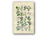 1914 Sowerby Antique Botanical Print, Bindweed, Convolvulus, Flax Dodder, Viper's-Grass, Forget-me-Not, Cromwell Plate 42 (Plants 821 - 840)