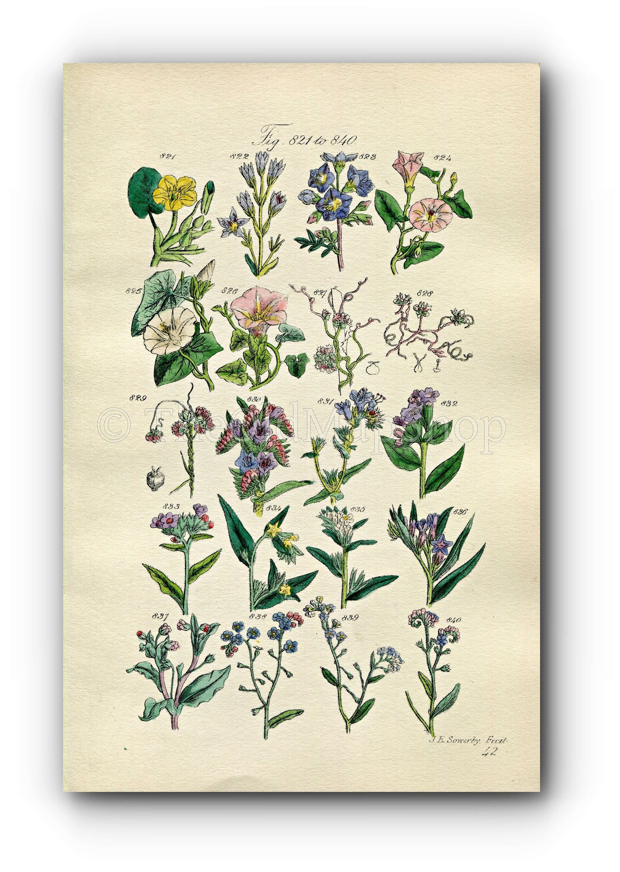 1914 Sowerby Antique Botanical Print, Bindweed, Convolvulus, Flax Dodder, Viper's-Grass, Forget-me-Not, Cromwell Plate 42 (Plants 821 - 840)
