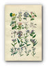 1914 Sowerby Antique Botanical Print, Bindweed, Convolvulus, Flax Dodder, Viper's-Grass, Forget-me-Not, Cromwell Plate 42 (Plants 821 - 840)
