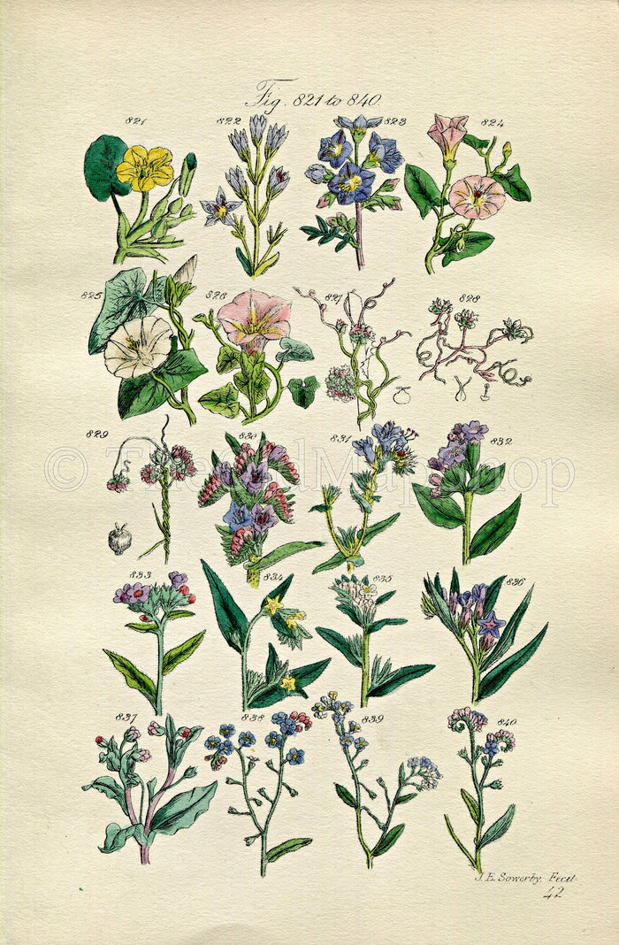 1914 Sowerby Antique Botanical Print, Bindweed, Convolvulus, Flax Dodder, Viper's-Grass, Forget-me-Not, Cromwell Plate 42 (Plants 821 - 840)