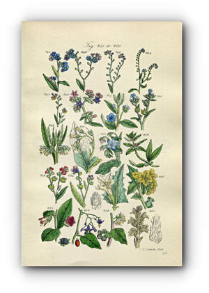 1914 Sowerby Antique Botanical Print, Forget-me-Not, Alkanet, Comfrey, Borage, Madwort, Deadly Nightshade, Plate 43 (Plants 841 - 860)