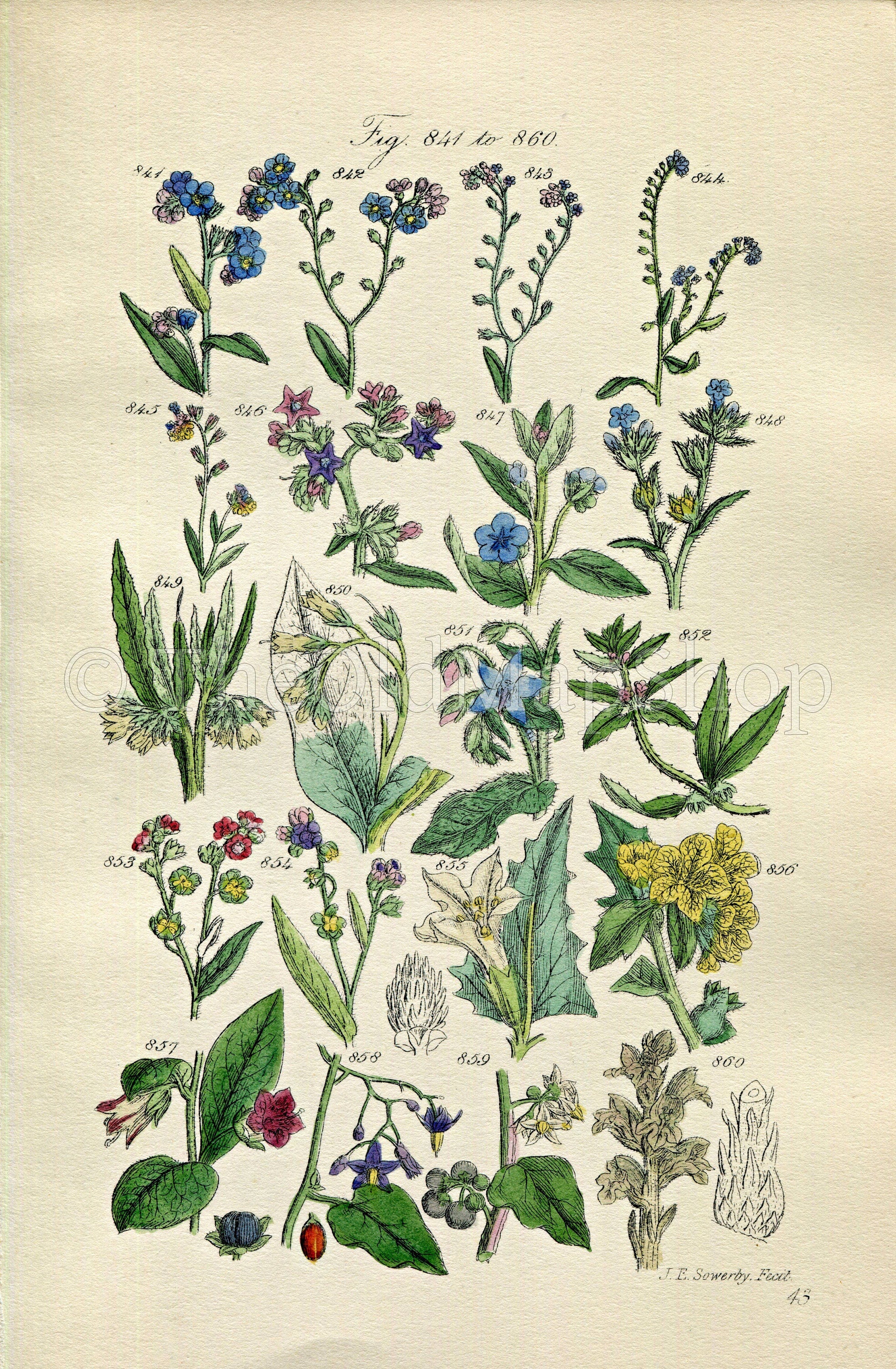 1914 Sowerby Antique Botanical Print, Forget-me-Not, Alkanet, Comfrey, Borage, Madwort, Deadly Nightshade, Plate 43 (Plants 841 - 860)