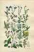 1914 Sowerby Antique Botanical Print, Forget-me-Not, Alkanet, Comfrey, Borage, Madwort, Deadly Nightshade, Plate 43 (Plants 841 - 860)