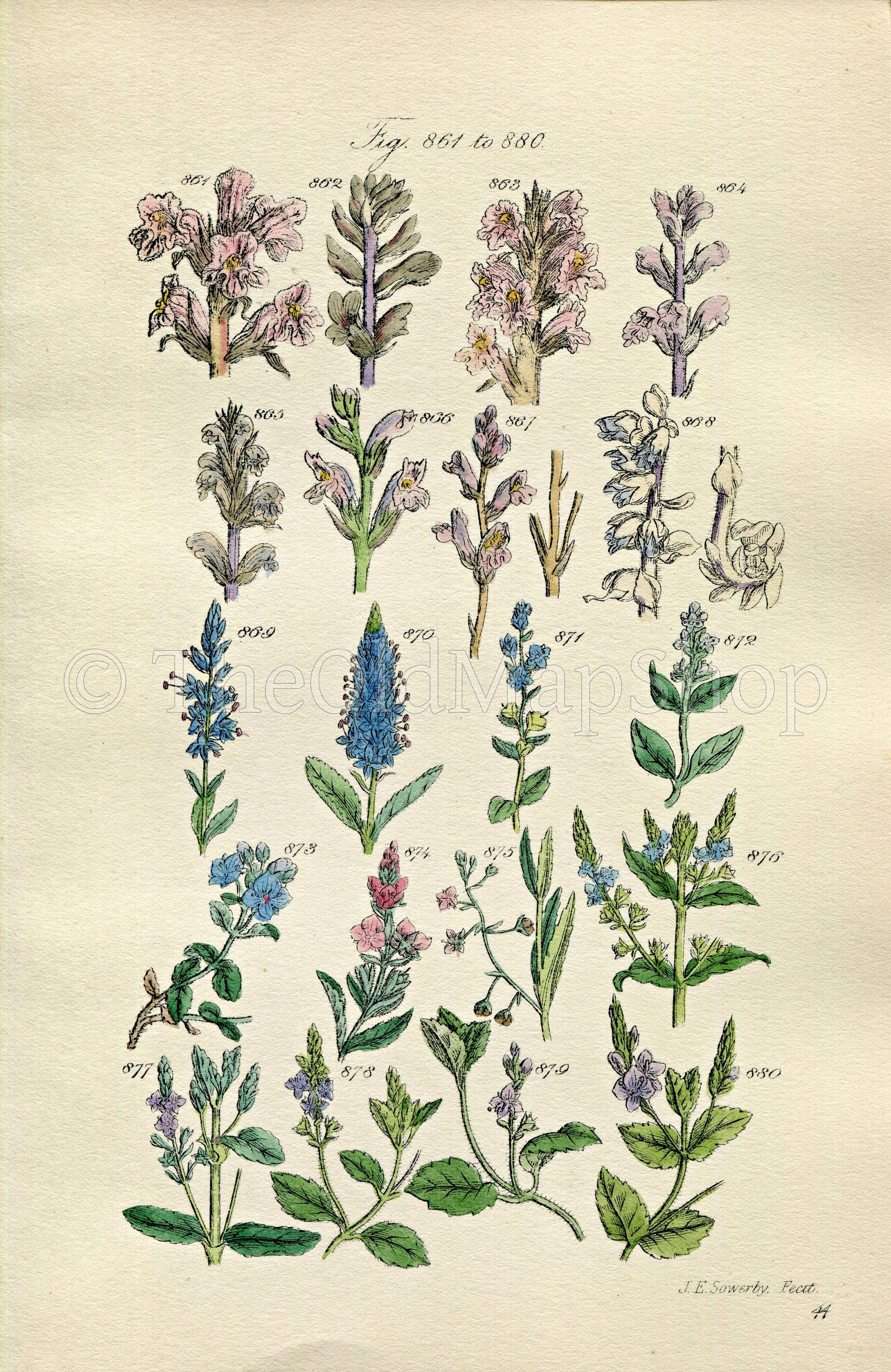 1914 Sowerby Antique Botanical Print, Broomrape, Speedwell, Brooklime, Toothwort, Plate 44 (Plants 861 - 880)