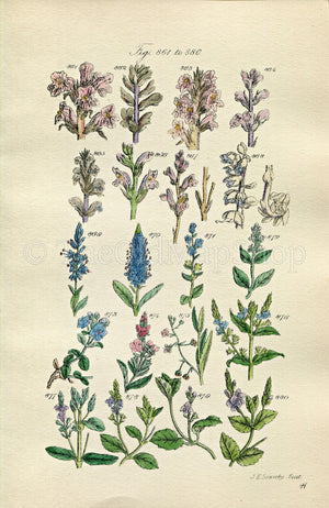 1914 Sowerby Antique Botanical Print, Broomrape, Speedwell, Brooklime, Toothwort, Plate 44 (Plants 861 - 880)