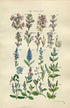 1914 Sowerby Antique Botanical Print, Broomrape, Speedwell, Brooklime, Toothwort, Plate 44 (Plants 861 - 880)